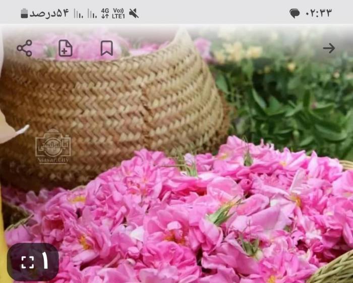 فروش عرقیات گیاهی گلاب نعنا و باقلبا گاشان